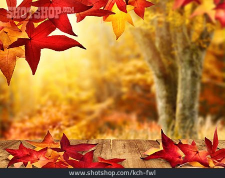 
                Herbst, Jahreszeit, Herbstlich                   
