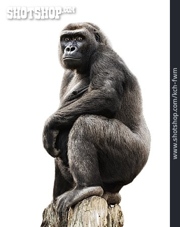 
                Gorilla, Menschenaffe                   
