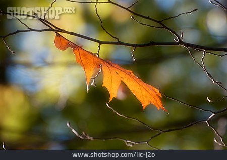 
                Herbstlaub, Herbstlich, Eichenblatt                   