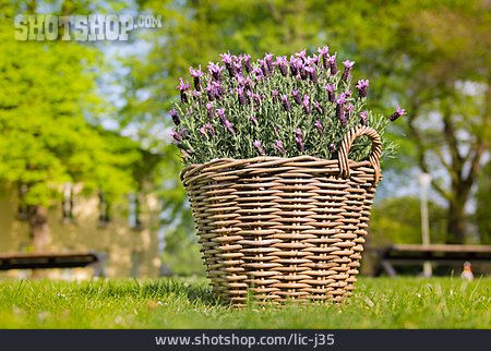 
                Lavendel, Gartendekoration                   