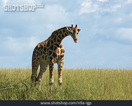 
                Giraffe, Uganda                   