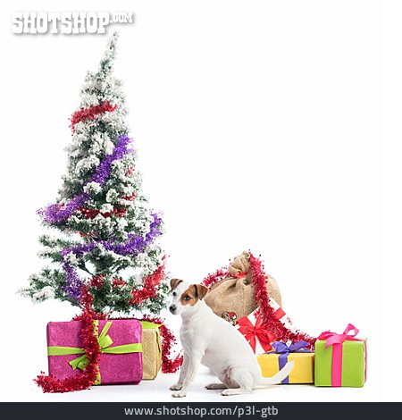 
                Christmas, Dog, Christmas Present                   