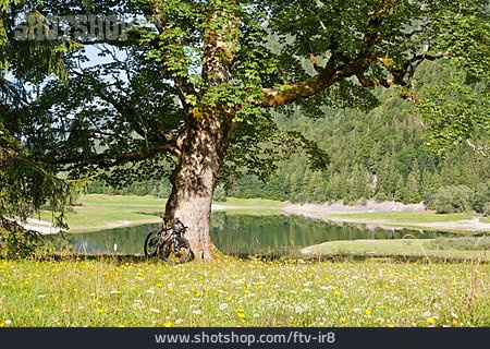 
                Laubbaum, Chiemgau, Lödensee                   