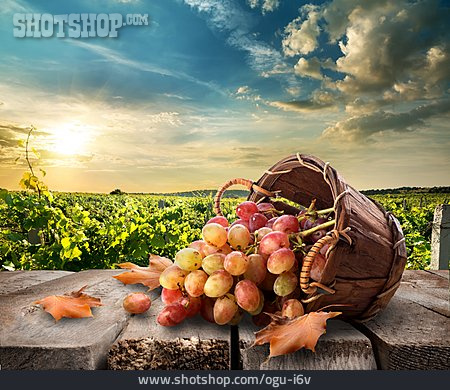 
                Weinanbau, Rote Weintraube, Weinernte                   