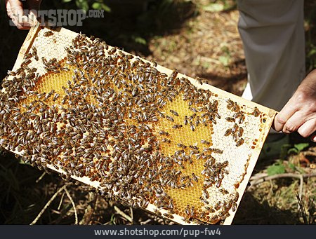 
                Biene, Bienenzucht, Bienenvolk, Bienenwabe                   