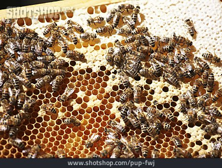 
                Biene, Bienenzucht, Bienenvolk, Bienenwabe                   