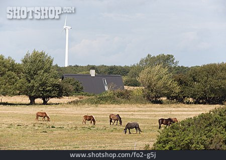 
                Weide, Pferde, Langeland                   