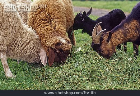 
                Fressen, Schafe, Ziegen, Artgerecht, Biologische Landwirtschaft                   