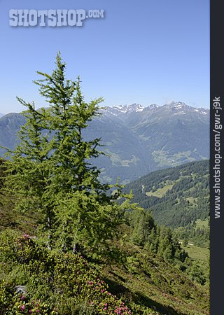 
                Baum, Gebirge, Alpen, Lärche                   