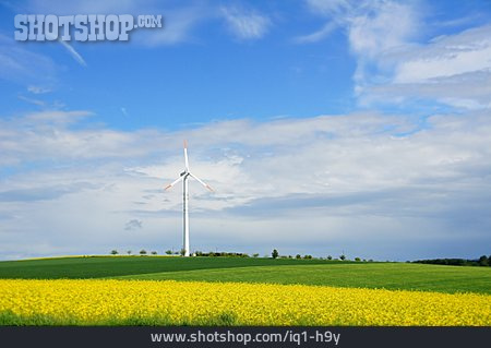 
                Rapsfeld, Windenergie                   