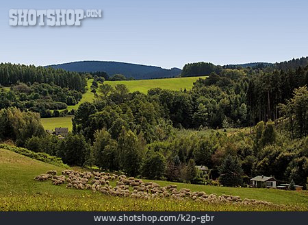 
                Schafherde, Thüringer Wald                   