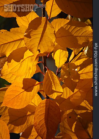 
                Blatt, Herbstblatt, Sauerkirsche                   