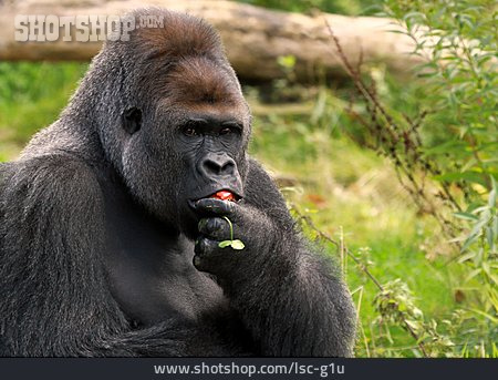 
                Affe, Gorilla                   
