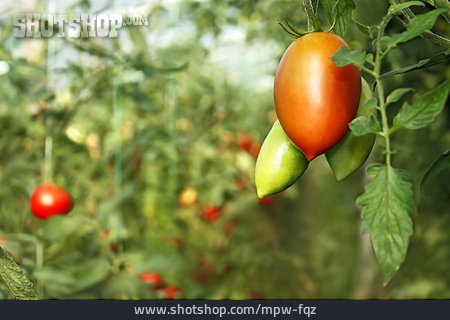 
                Tomate, Tomatensorte, Tomatenpflanze                   