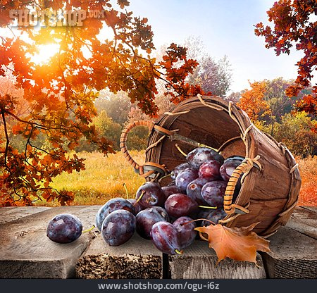 
                Plum, Autumn, Harvest                   