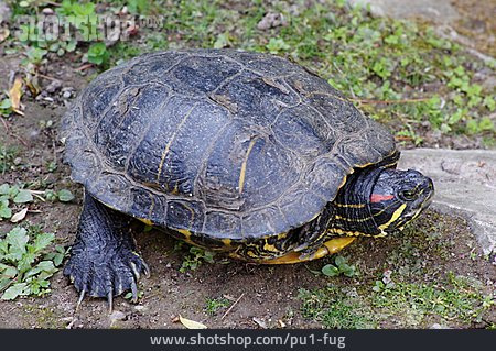 
                Turtle, Red Eared Slider                   