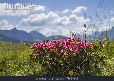 
                Alpenblume, Behaarter Almrausch                   