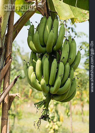 
                Bananenstaude, Bananenbaum                   