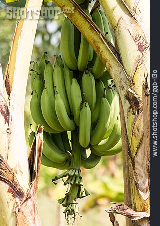 
                Bananenstaude, Bananenbaum                   