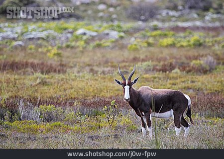 
                Antilope, Kuhantilope, Buntbock                   