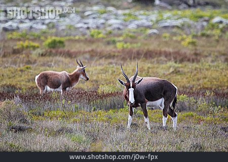 
                Antilope, Kuhantilope, Buntbock                   