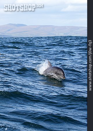 
                Meeressäuger, Delfin                   