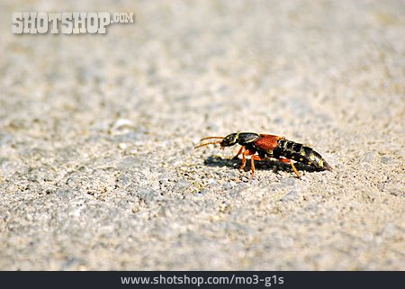 
                Käfer, Kaiserlicher Kurzflügler                   