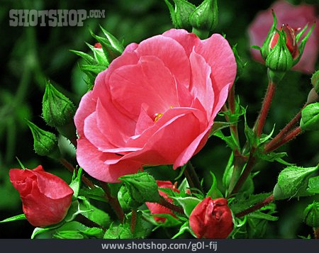 
                Rose, Rosenstrauch                   