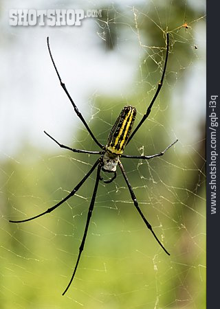 
                Spider, Nephila                   