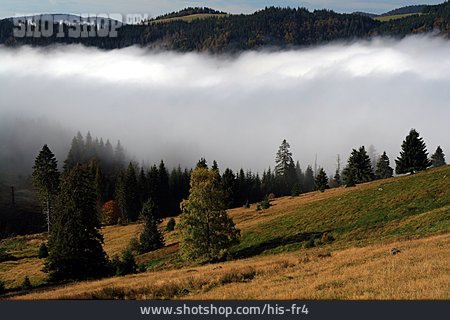 
                Nebel, Schwarzwald                   