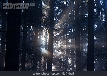 
                Sonnenlicht, Wald, Lichtstrahl                   