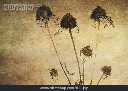 
                Sonnenhut, Heilpflanze, Naturheilkunde, Echinacea                   
