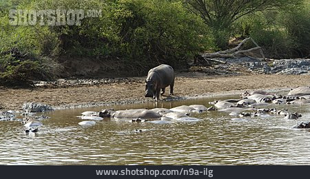 
                Nilpferd, Tansania                   