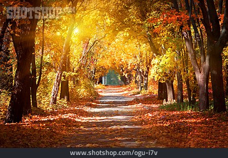 
                Park, Autumn, Tree Alley                   