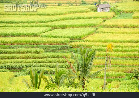 
                Reisanbau, Reisfelder                   