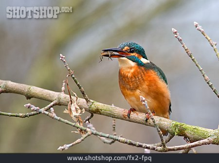 
                Beute, Eisvogel                   