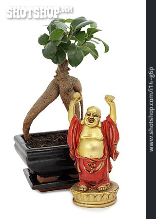 
                Buddha, Bonsai                   