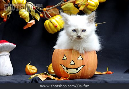 
                Katze, Halloween                   