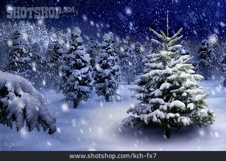 
                Snowy, Christmas Tree, Spruce Tree                   