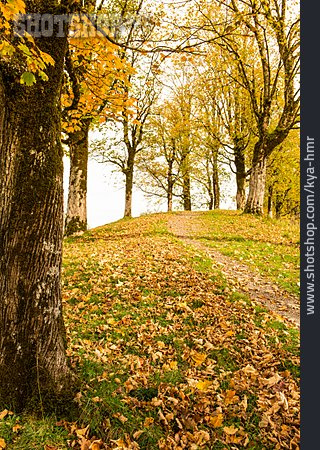 
                Autumn, Deciduous Forest, Autumn Colors, Hermannsruh                   