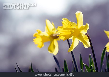 
                Osterglocke, Frühlingsblume                   