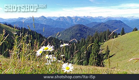 
                Blumenwiese, Margerite, Alpenvorland                   