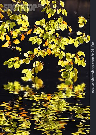 
                Herbstlaub, Wasserspiegelung, Laubfärbung                   