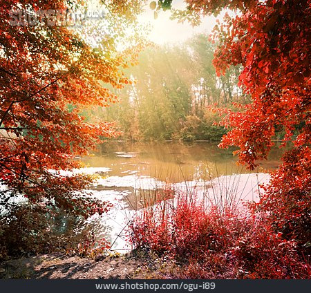 
                Sunlight, Lake, Autumn                   