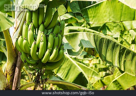 
                Bananen, Bananenpflanze                   