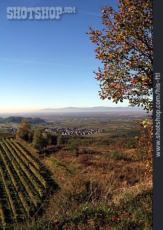 
                Weinanbau, Weinstock, Kaiserstuhl                   
