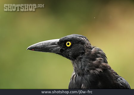 
                Rabenvogel, Dickschnabel-würgerkrähe                   