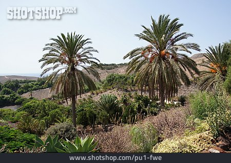 
                Palme, Dattelpalme, Fuerteventura, Oase                   