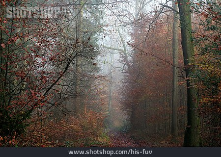 
                Wald, Herbst, Herbststimmung                   