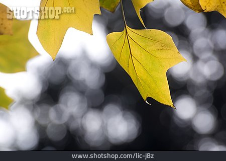 
                Ahornblatt, Ahorn, Herbstblatt                   